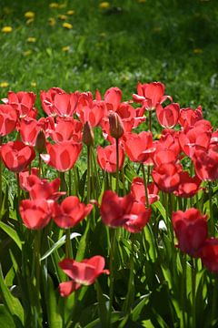 Tulips in bloom in the garden by Claude Laprise