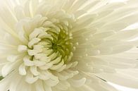 Chrysant / Chrysanthemum van Tanja van Beuningen thumbnail
