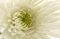 Chrysantheme