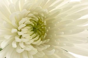 Chrysantheme von Tanja van Beuningen