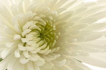 Chrysantheme