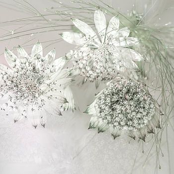 Zeeland-Knoten mit Gras.