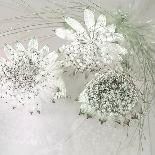 Zeeland-Knoten mit Gras.