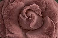 Old Pink rose von Zilte C fotografie Miniaturansicht