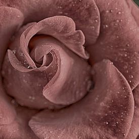 Old Pink rose sur Zilte C fotografie