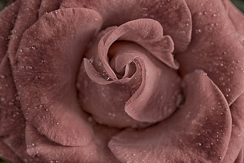Old Pink rose