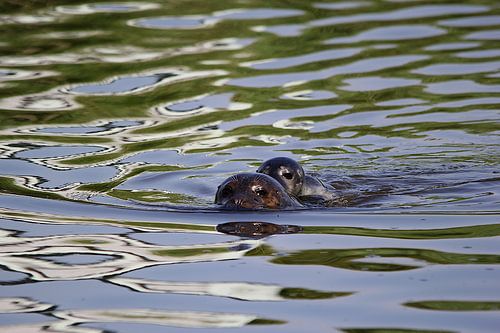 Seal with young / pup 2
