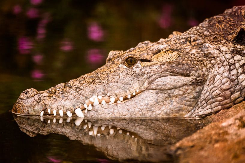 Krokodil  von Dennis Graafland