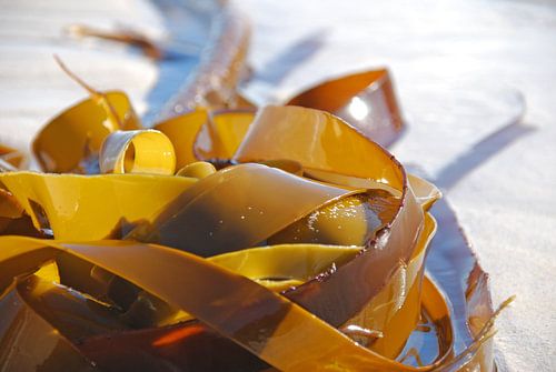 Des algues de près sur la plage