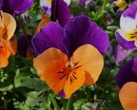 tuin viooltje in de zon