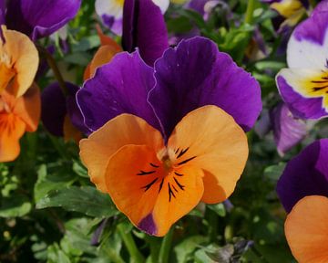 tuin viooltje in de zon van Wim vd Neut