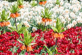 Buntes Blumenbeet von ManfredFotos
