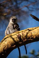Vervet monkey with baby