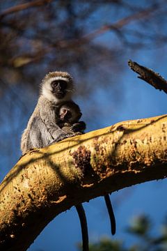 Vervet aap met baby van Rogier Muller