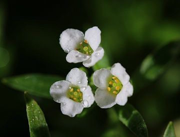 Klein wit bloemetje van Pim van der Horst