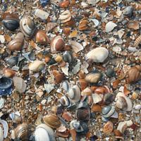 Small shells