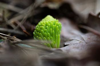 a green graft between the leaves