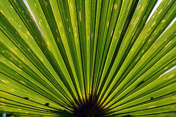 trachycarpus fortunei, palm tree leaves by Humphry Jacobs