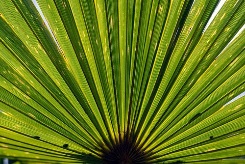 trachycarpus fortunei, palmboom bladeren