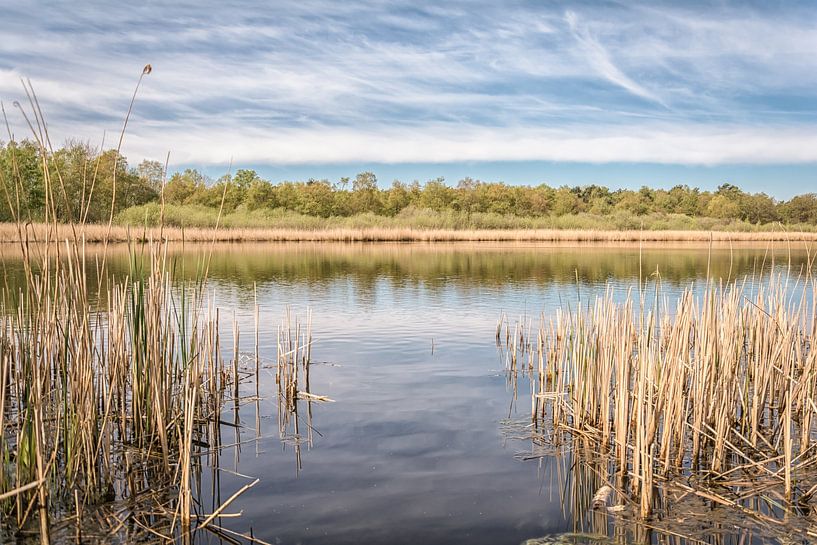 Waldlandschaft mit Wasser und schöner Spiegelung von Lisette Rijkers
