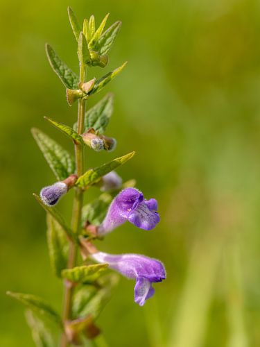 Blauw glidkruid (Scutellaria galericulata) in Hollandse boerensloot