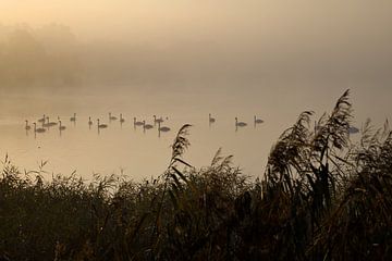 Zwanen in de ochtendnevel op een meer van Frank Briske