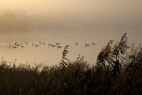 Zwanen in de ochtendnevel op een meer