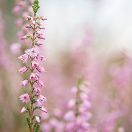 Flowering heather by Evelien IJpelaar