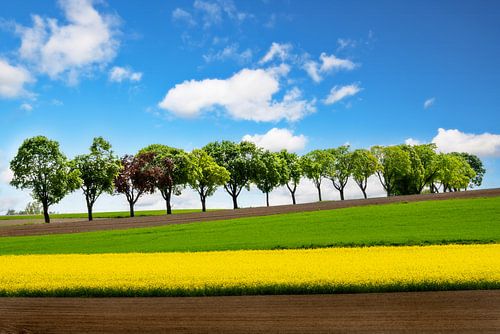 Bomenlaan achter een koolzaadveld