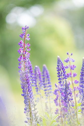 Zomerse lupinen in zachte tinten