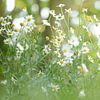Zomerse kleuren en Madeliefjes. van Robby's fotografie
