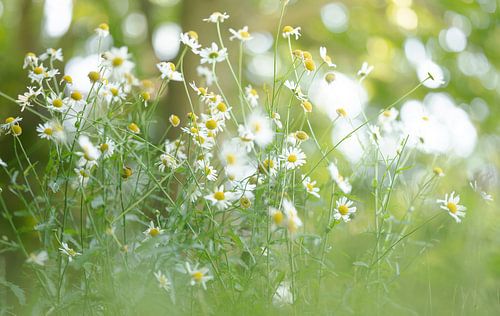 Sommerfarben und Gänseblümchen.