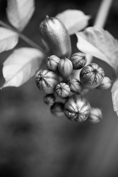 Blütenknospen in Schwarz und Weiß von Crystal Clear