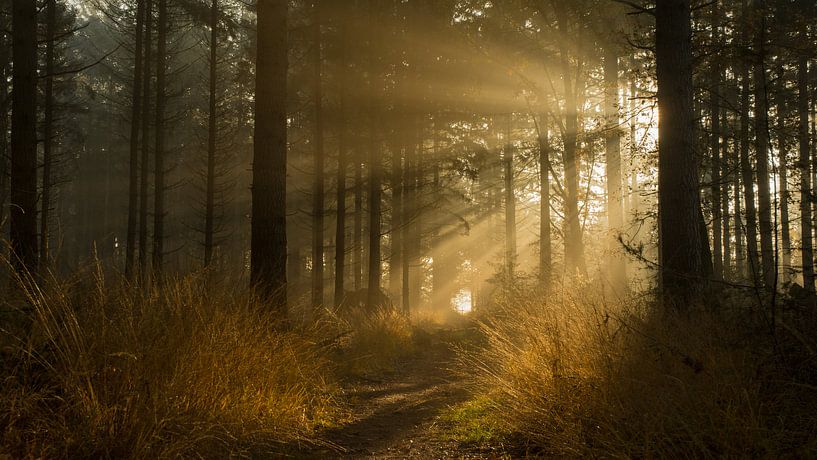 Demain matin par Bjorn van Lieshout
