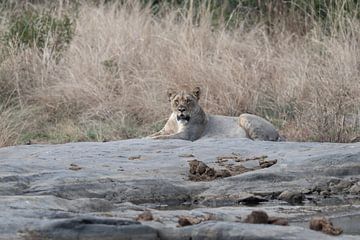 Resting Lioness