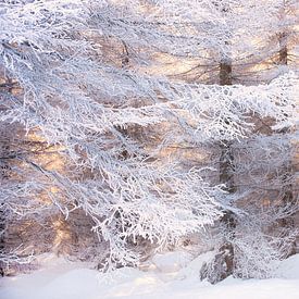 Winter in the Harz by Rens Zwanenburg