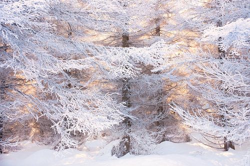 Winter im Harz von Rens Zwanenburg
