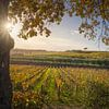 Bäume und Weinberge, Herbstlandschaft im Chianti. Toskana von Stefano Orazzini