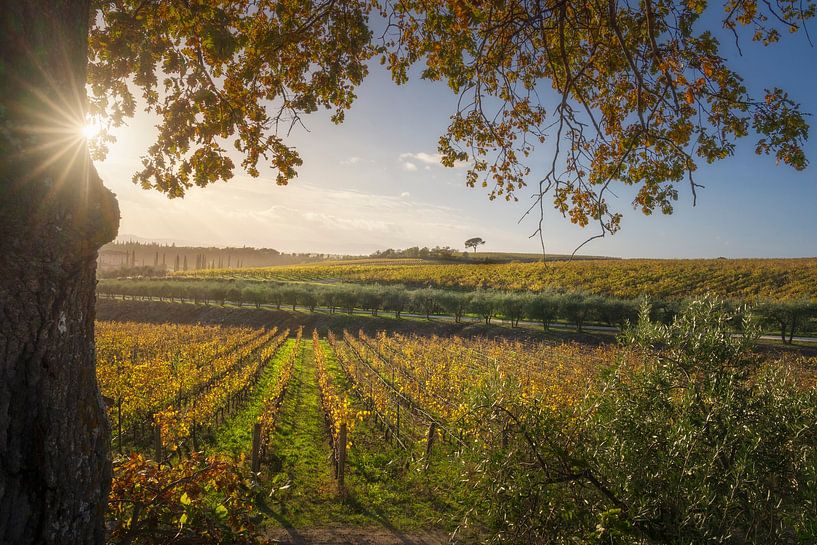 Tree and vineyards, autumn landscape in Chianti. Tuscany by Stefano Orazzini