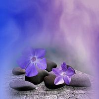Periwinkle flowers and stones