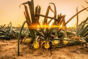 Onion field at sunrise