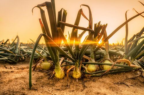 Uienveld bij zonsopkomst