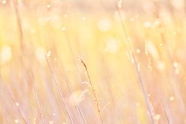Reed, pastel colors by WeVaFotografie