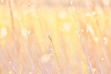 Riet, pastel kleuren