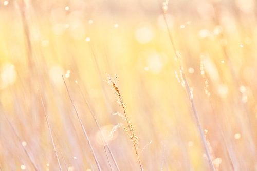 Reed, pastel colors
