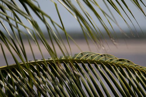 Palmbladeren langs de Surinamerivier