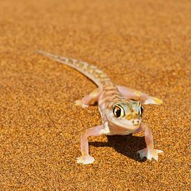 Wüstengecko in der Namib-Wüste von Erwin van Liempd
