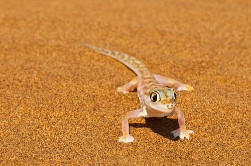 Gecko du désert dans le désert de Namibie