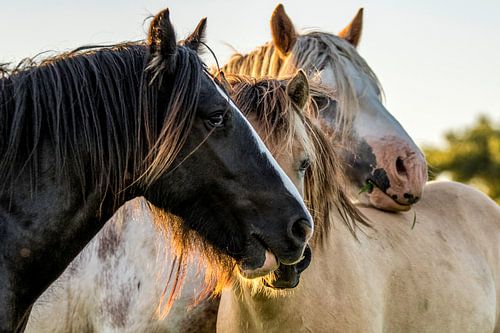 Gypsy friends in the sunset