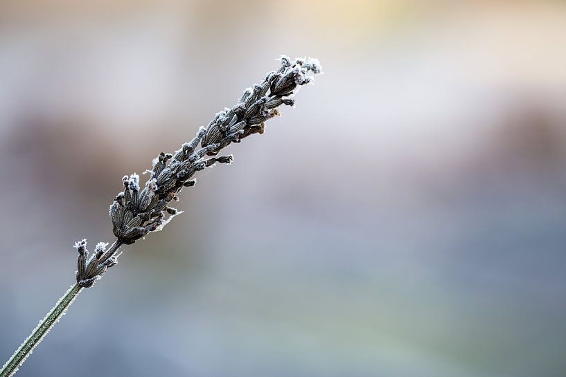 Frozen Lavender by Vinanda Voncken